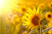 Mural de parede Tema Floral de Verão - flor amarela sob o sol em um campo de girassóis 60737