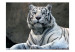 Carta da parati moderna Tigre bengala allo zoo 61337 additionalThumb 1