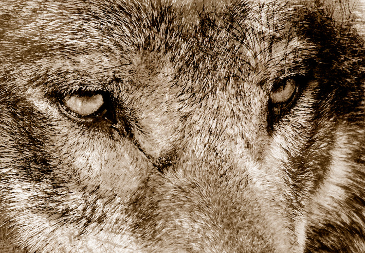 Wandbild Wolf - ein Porträt eines Tieres vor einer Wald- und Berglandschaft 108247 additionalImage 5