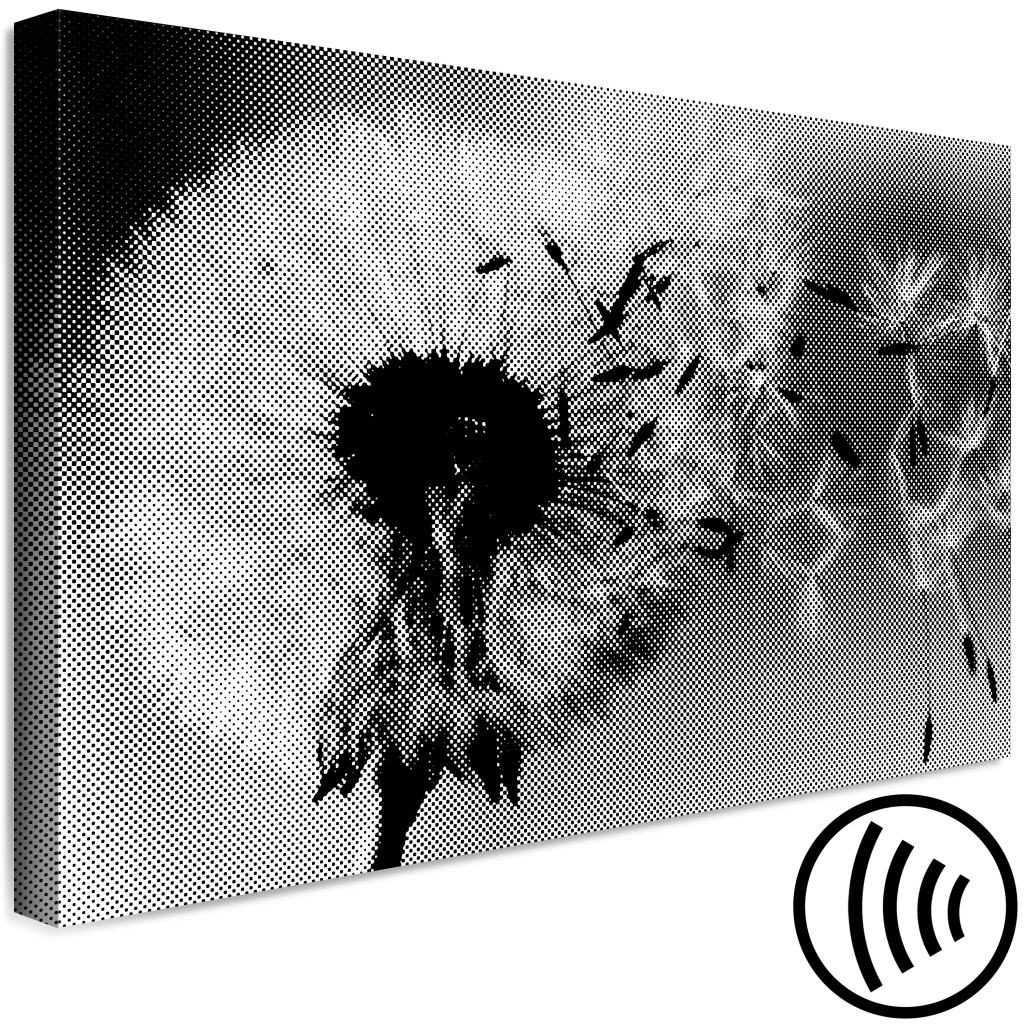 Obraz Dmuchawiec - Ulotna, Rozpadająca Się Roślina W Czarno-białych Barwach