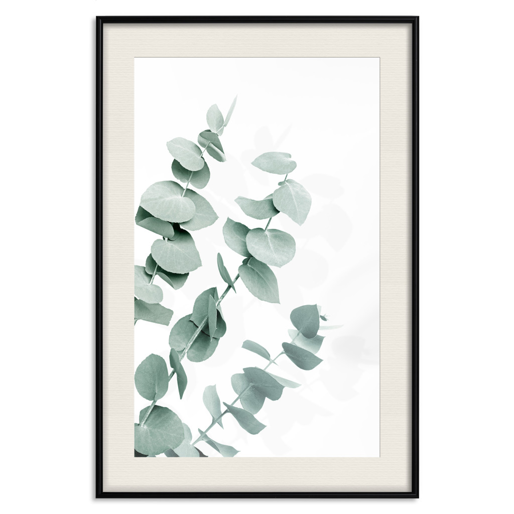 Muur Posters Eucalyptus Leaves - Minimalist Plant Twigs Isolated On White