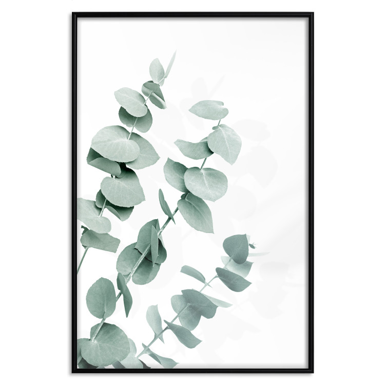 Plakat Liście eukaliptusa - minimalistyczne gałązki rośliny na białym tle 146147 additionalImage 14