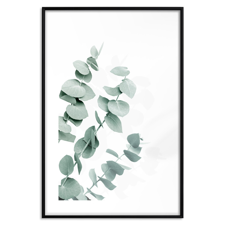 Plakat Liście eukaliptusa - minimalistyczne gałązki rośliny na białym tle 146147 additionalImage 24