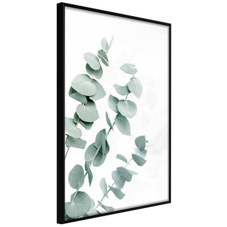 Plakat Liście eukaliptusa - minimalistyczne gałązki rośliny na białym tle 146147 additionalImage 7