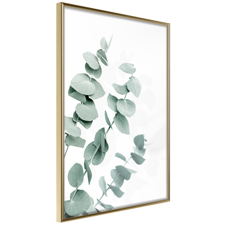 Plakat Liście eukaliptusa - minimalistyczne gałązki rośliny na białym tle 146147 additionalImage 10