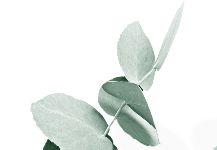 Wall Poster Eucalyptus Leaves - Minimalist Plant Twigs Isolated on White 146147 additionalImage 2