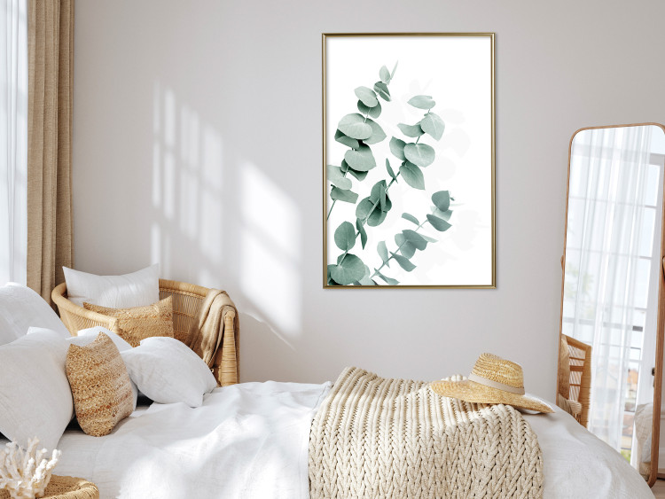 Plakat Liście eukaliptusa - minimalistyczne gałązki rośliny na białym tle 146147 additionalImage 15