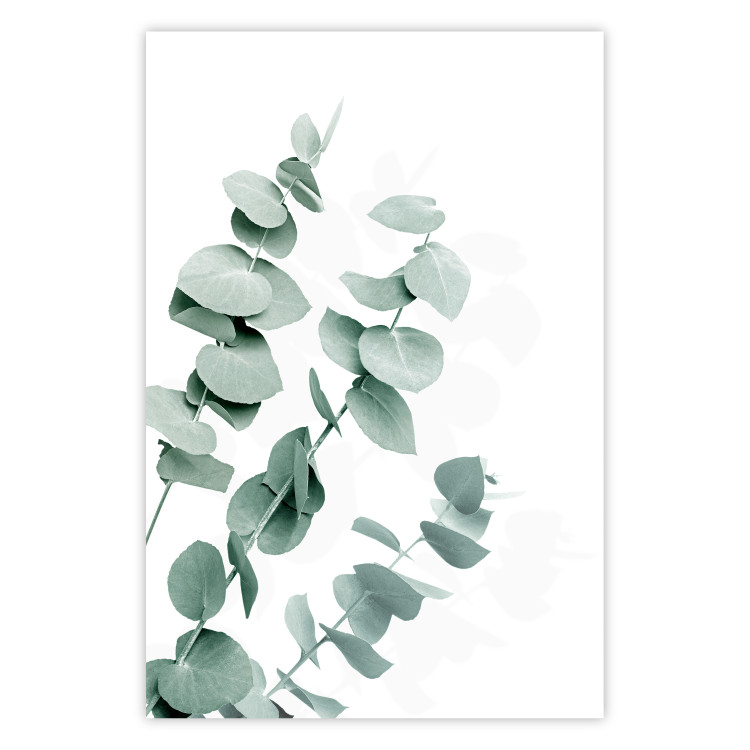 Plakat Liście eukaliptusa - minimalistyczne gałązki rośliny na białym tle 146147