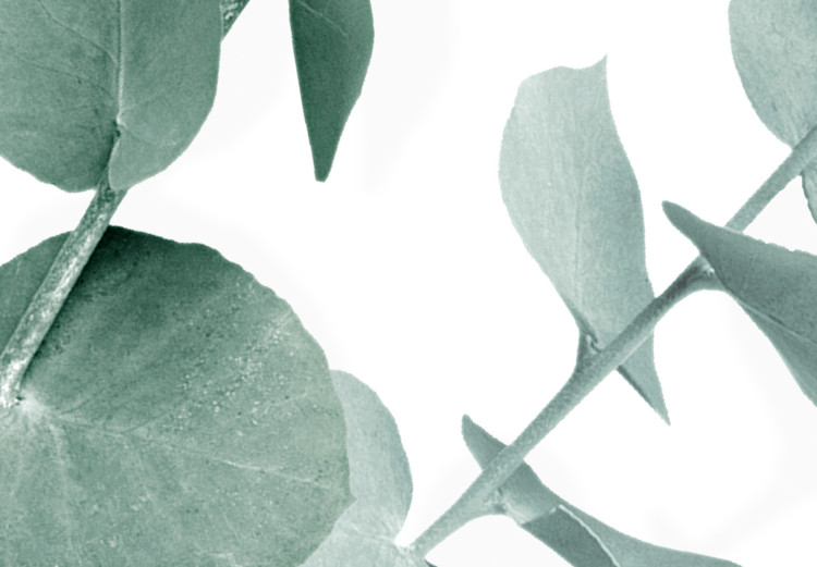Plakat Liście eukaliptusa - minimalistyczne gałązki rośliny na białym tle 146147 additionalImage 4