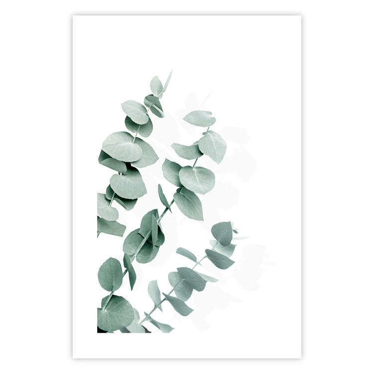 Plakat Liście eukaliptusa - minimalistyczne gałązki rośliny na białym tle 146147 additionalImage 16