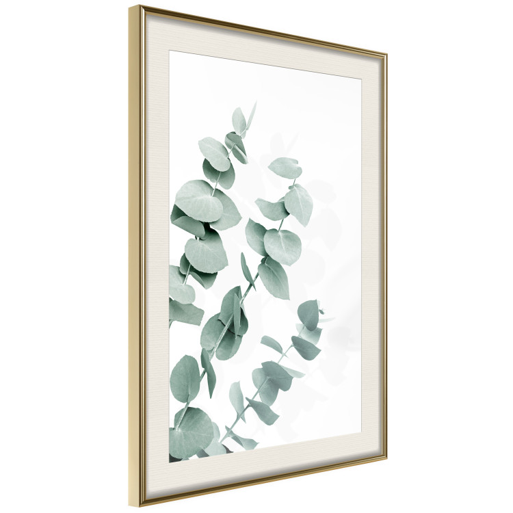 Wall Poster Eucalyptus Leaves - Minimalist Plant Twigs Isolated on White 146147 additionalImage 8