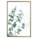 Plakat Liście eukaliptusa - minimalistyczne gałązki rośliny na białym tle 146147 additionalThumb 17