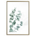 Plakat Liście eukaliptusa - minimalistyczne gałązki rośliny na białym tle 146147 additionalThumb 25