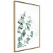 Wall Poster Eucalyptus Leaves - Minimalist Plant Twigs Isolated on White 146147 additionalThumb 11