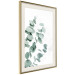 Wall Poster Eucalyptus Leaves - Minimalist Plant Twigs Isolated on White 146147 additionalThumb 8