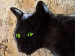 Wandbild Katze mit grünen Augen 49447 additionalThumb 2