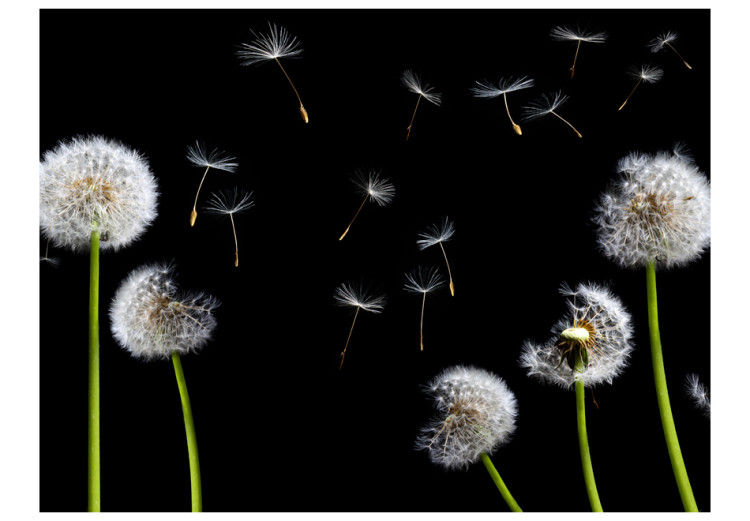 Wall Mural Dandelions in the wind 60647 additionalImage 1