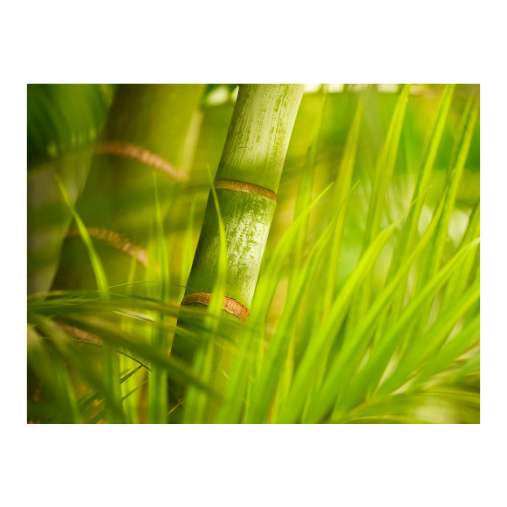 Självhäftandefototapet Orienten: Orient - Skogsmotiv Med Växter I Orientalisk Stil, Bambu I Solen Och Suddig Bakgrund