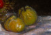 Riproduzione Natura morta: mele e uva 51057 additionalThumb 2