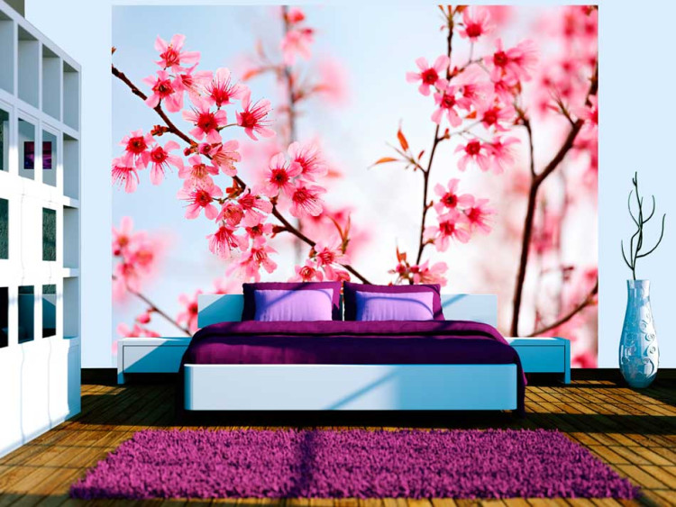 Fototapeta Symbol Japonii - kwiaty wiśni sakura - jasny japoński motyw roślinny 60657