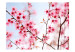 Fototapeta Symbol Japonii - kwiaty wiśni sakura - jasny japoński motyw roślinny 60657 additionalThumb 1