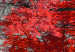 Cuadro moderno Autumn in the Park (5 Parts) Wide Red 122767 additionalThumb 4