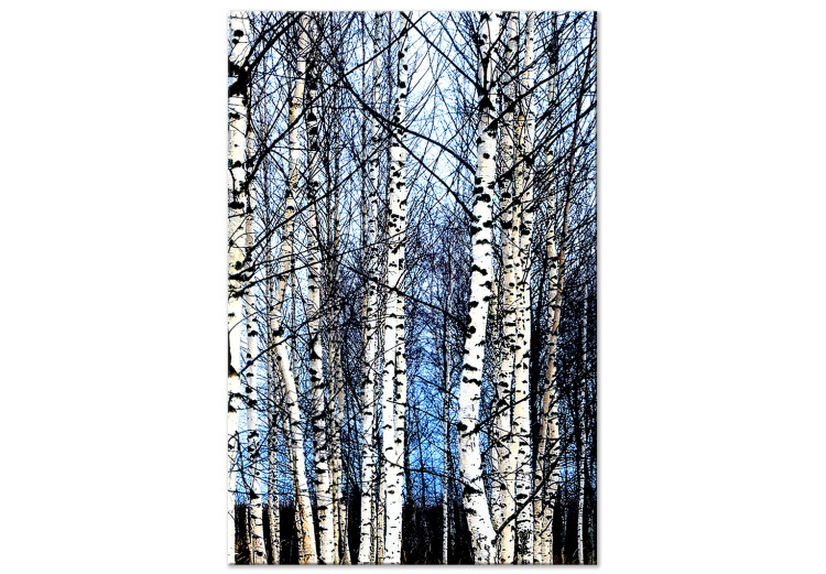 Obraz na płótnie Brzozy w zimie - krajobraz leśny z błękitnym niebem w tle