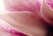 Tableau Fleurs roses- magnolias 50067 additionalThumb 4