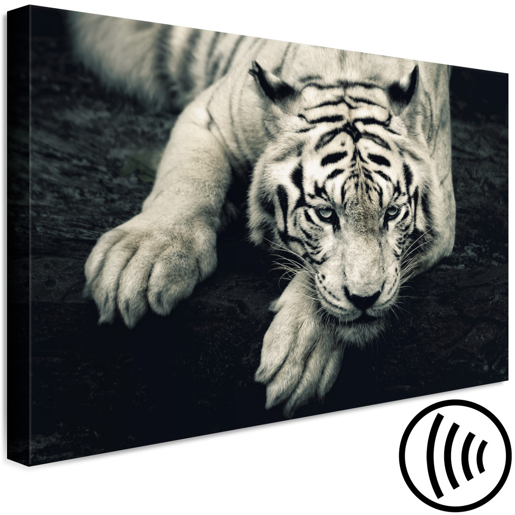 Obraz Spokojny Tygrys - Grafika W Sepii Z Leżącym Tygrysem Na Czarnym Tle