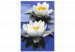 Cuadro para pintar por números Water Lilies  138477 additionalThumb 7