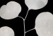 Plakat Gałązka eukaliptusa - minimalistyczna roślina na ciemnym tle 146177 additionalThumb 4