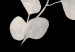 Plakat Gałązka eukaliptusa - minimalistyczna roślina na ciemnym tle 146177 additionalThumb 2