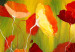 Cuadro decorativo Prado lleno de amapolas (1 pieza) - motivo vegetal con flores rojas 47177 additionalThumb 2