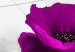 Cadre mural Pavots violets (5 pièces) - Fleurs sur fond aux nuances de gris 48577 additionalThumb 4