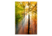 Carta da parati Foresta autunnale - paesaggio soleggiato con alberi e foglie colorate 60277 additionalThumb 1