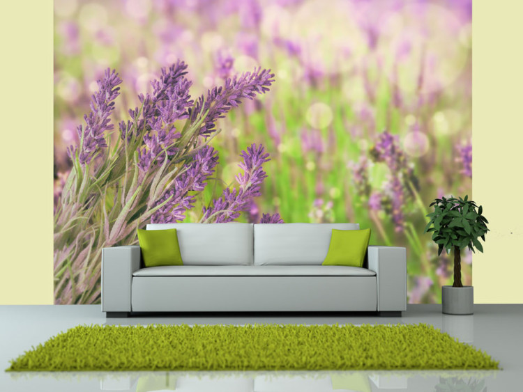 Fotomural Jardins de Lavanda - paisagem clara de prado com close-up de flores de lavanda 60477