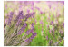 Fotomural Jardins de Lavanda - paisagem clara de prado com close-up de flores de lavanda 60477 additionalThumb 1