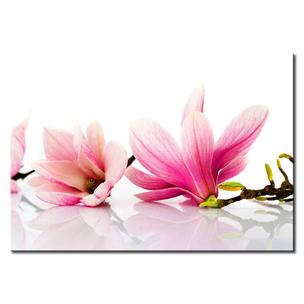 Obraz Kwiat Magnolii
