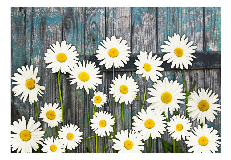 Fototapeta Motyw kwiatowy - stokrotki na tle z desek w odcieniach niebieskiego 91087 additionalImage 1