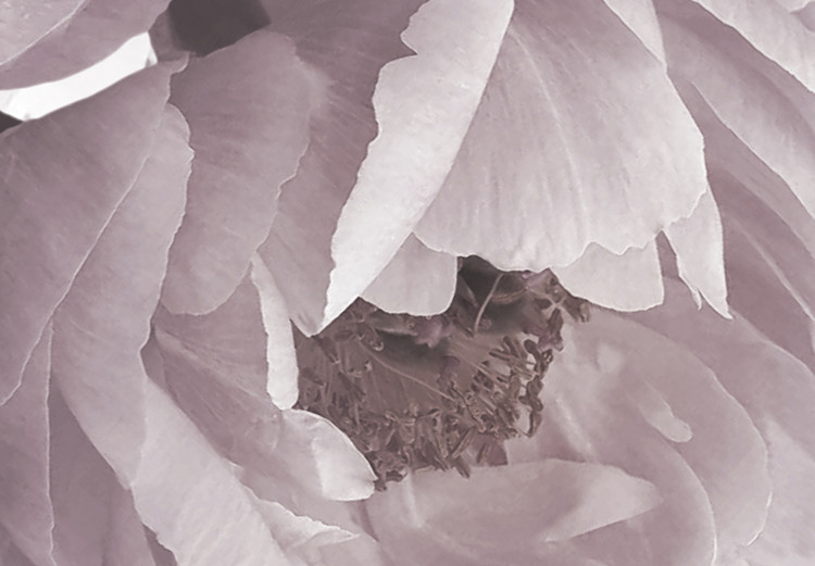Carta da parati moderna Fiori in tutta la sua gloria - un tema vegetale in colori rosa pallido 138197 additionalImage 3