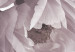 Carta da parati moderna Fiori in tutta la sua gloria - un tema vegetale in colori rosa pallido 138197 additionalThumb 3
