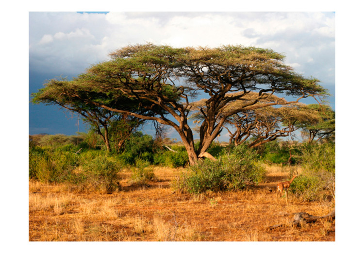 Carta da parati moderna Nella regione di Samburu in Kenya - paesaggio con alberi e cespugli 61397 additionalImage 1