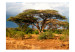 Carta da parati moderna Nella regione di Samburu in Kenya - paesaggio con alberi e cespugli 61397 additionalThumb 1