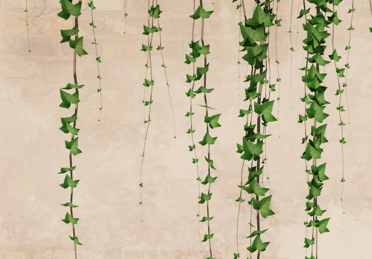 Fototapeta Bluszcz na ścianie - zielone pnącza liści na ceglastym czerwonym murze 144508 additionalImage 3