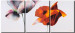 Cuadro moderno Amapolas solitarias - una composición con dos flores coloridos 47208