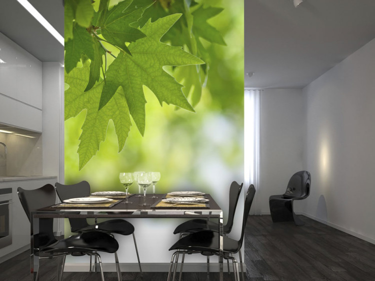 Wall Mural Leaves - Bright Natural Plant Motifs with Maple Leaves in the Center 60208