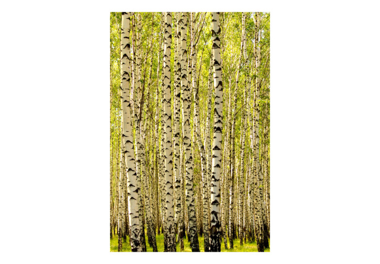 Wall Mural Birch Forest - Landscape of Tall Trees with Juicy Colored Leaves 60508 additionalImage 1