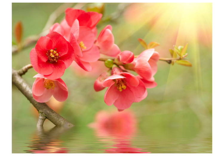 Wall Mural Floral Motif - Azalea Flowers in Water Reflection and Sunbeams 60718 additionalImage 1