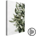 Cuadro decorativo Hojas de muérdago - invierno, fotografía botánica sobre fondo blanco 130728 additionalThumb 6