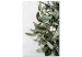 Cuadro decorativo Hojas de muérdago - invierno, fotografía botánica sobre fondo blanco 130728